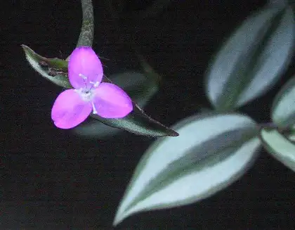 Tradescantia