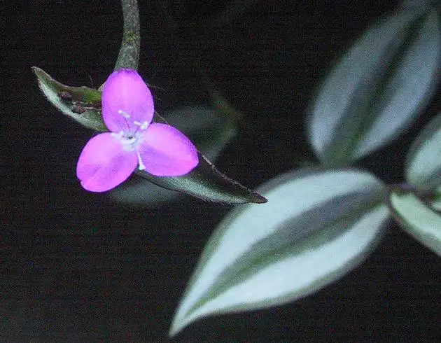 Tradescantia (Tradescantia fluminensis, Tradescantia zebrina en andere)