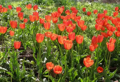 Tulp