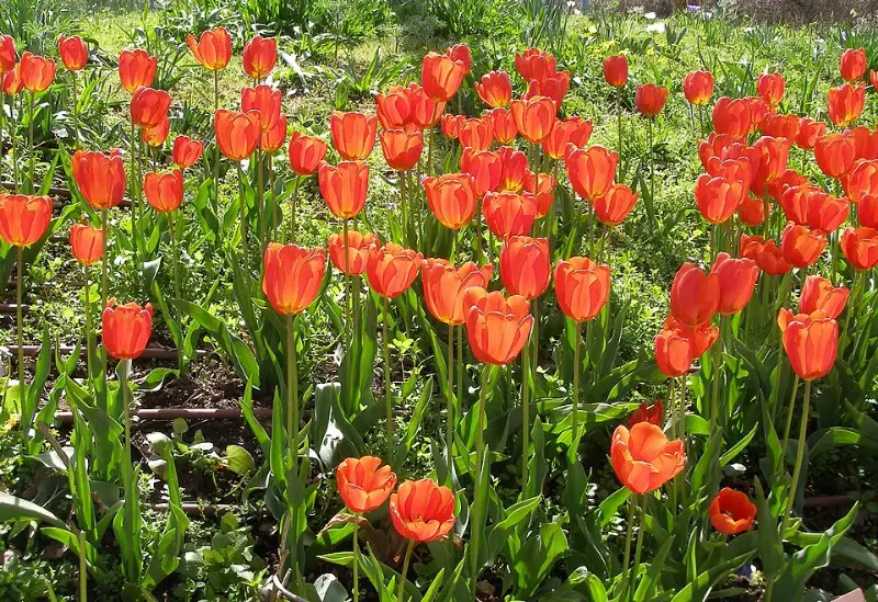 Tulp (Tulipa spp.)