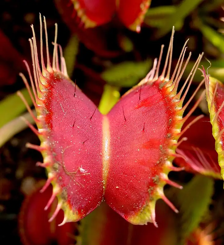 Venusvliegenvanger (Dionaea muscipula)