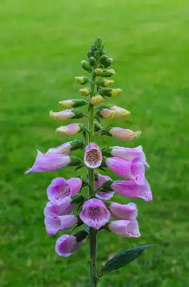 Vingerhoedskruid