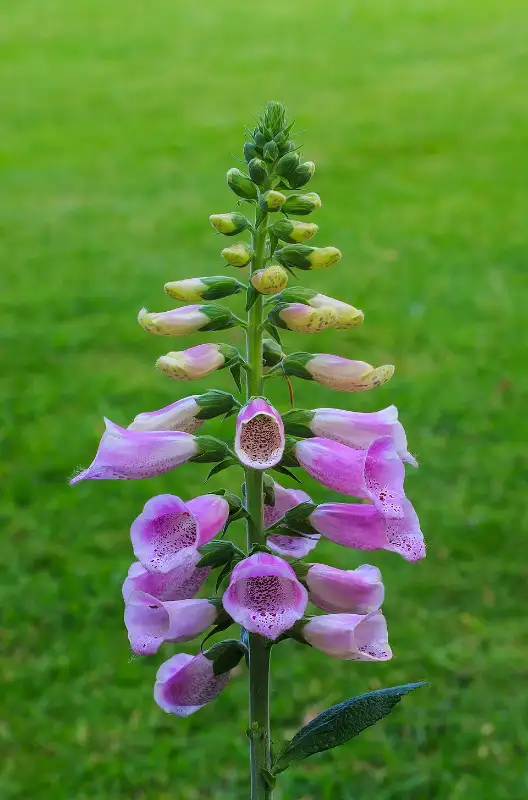 Vingerhoedskruid (Digitalis purpurea)