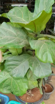 Vioolbladplant