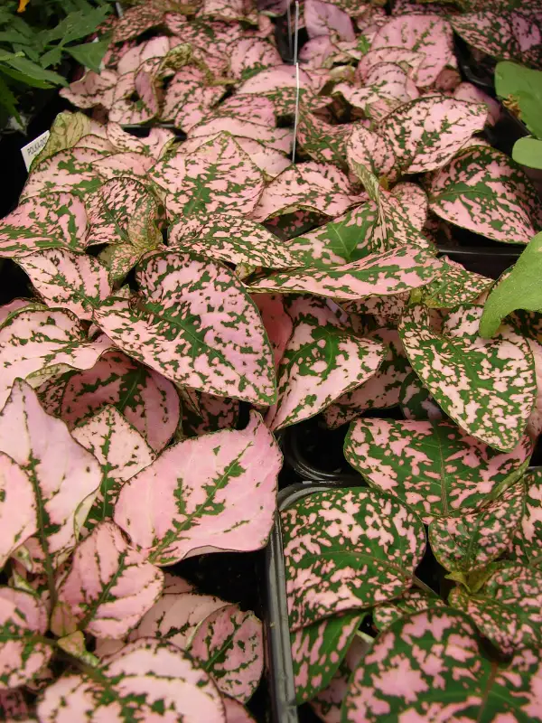 Vlekjesplant (Hypoestes phyllostachya)