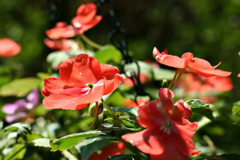 Vlijtig liesje (Impatiens walleriana en andere)