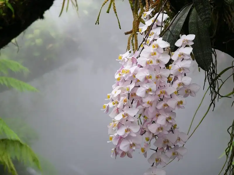 Vlinderorchidee (Phalaenopsis spp.)