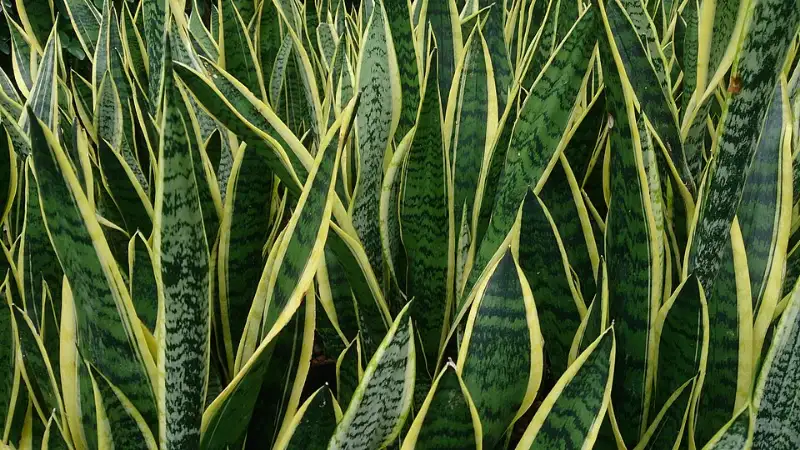 Vrouwentong (Sansevieria trifasciata (ook: Dracaena trifasciata))