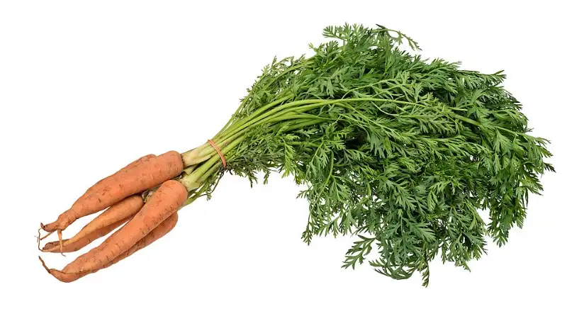 Wortel (Daucus carota subsp. sativus)