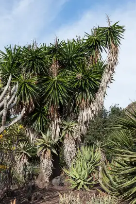 Yucca