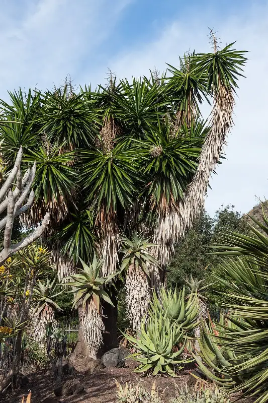Yucca (Yucca elephantipes (Yucca gigantea))