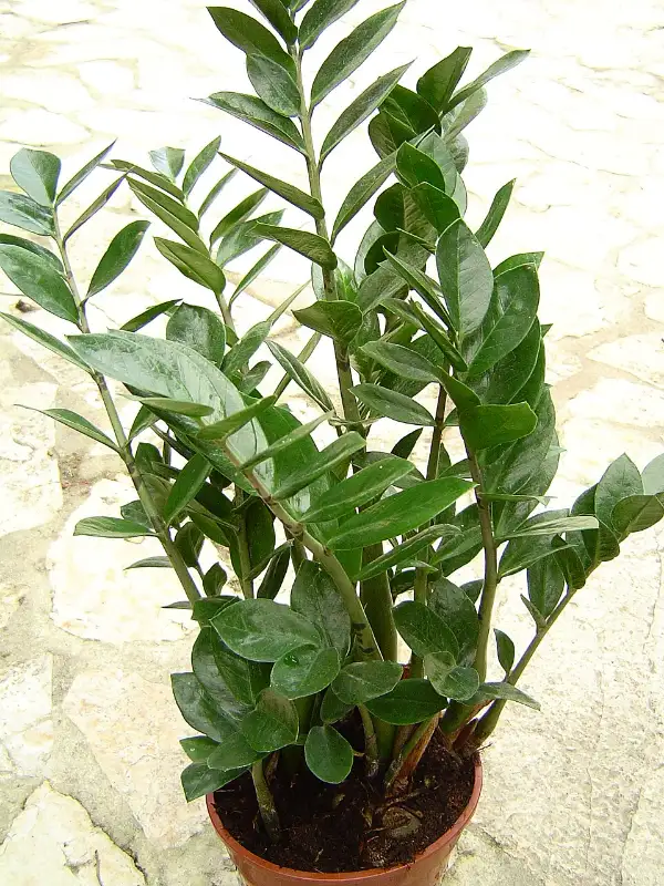 Zamioculcas (Zamioculcas zamiifolia)