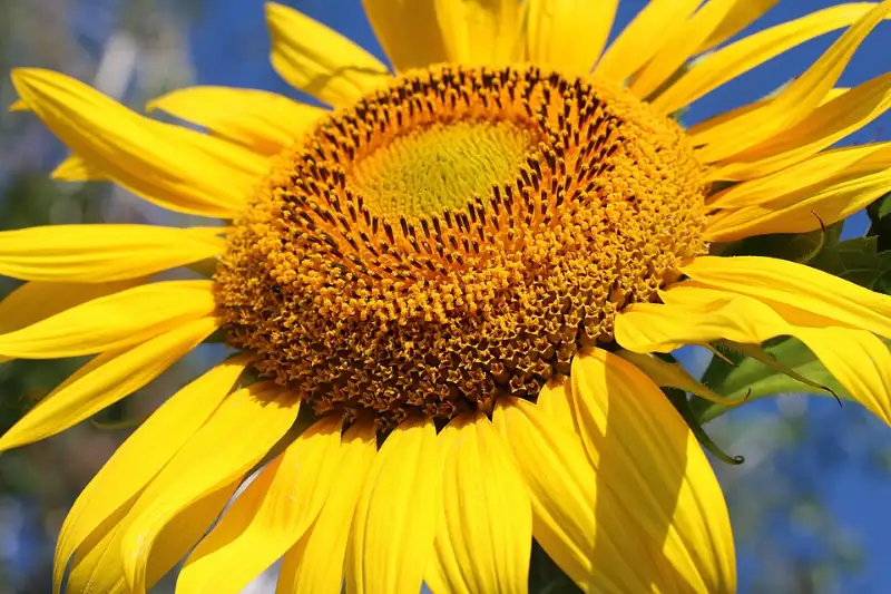 Zonnebloem (Helianthus annuus)